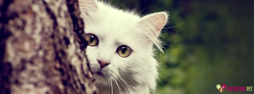 30 Capas para Facebook de Gatos Fofos