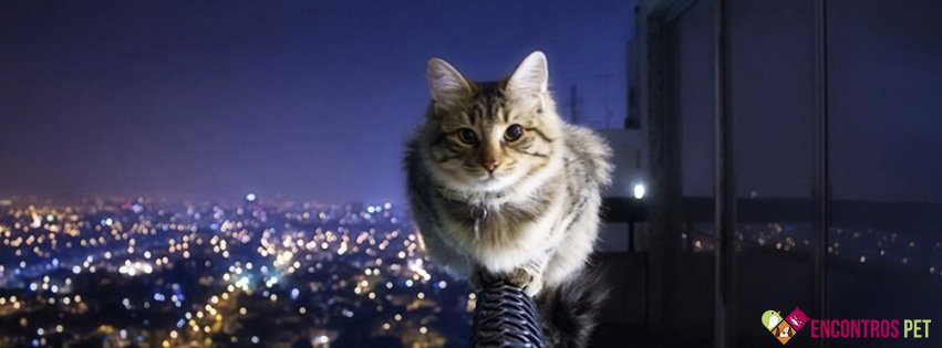 30 Capas para Facebook de Gatos Fofos