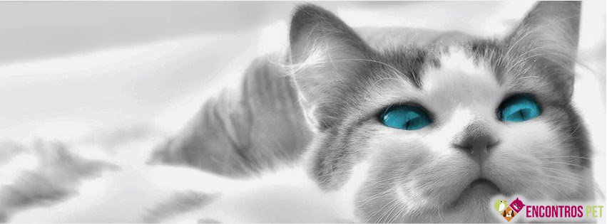 30 Capas para Facebook de Gatos Fofos