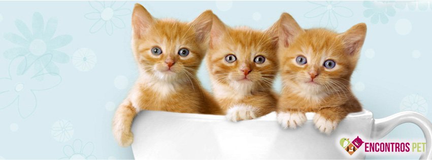 30 Capas para Facebook de Gatos Fofos