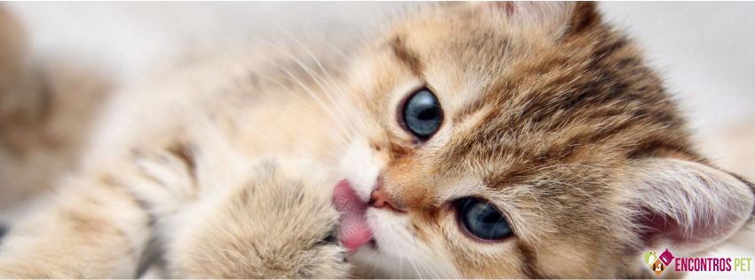30 Capas para Facebook de Gatos Fofos