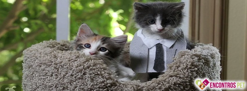 30 Capas para Facebook de Gatos Fofos