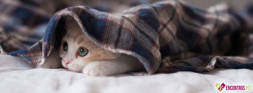 30 Capas para Facebook de Gatos Fofos
