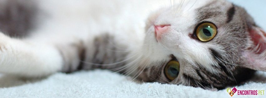 30 Capas para Facebook de Gatos Fofos