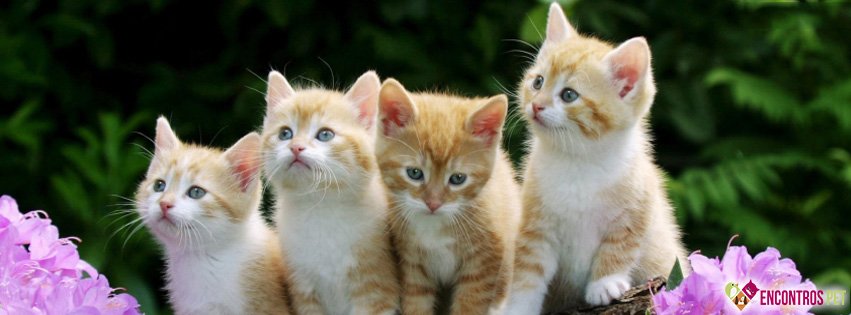 30 Capas para Facebook de Gatos Fofos
