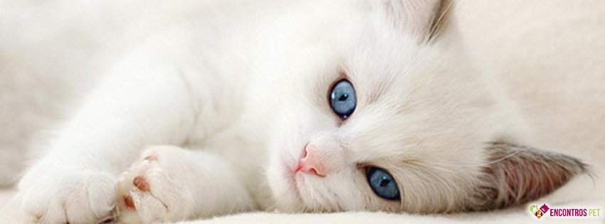 30 Capas para Facebook de Gatos Fofos