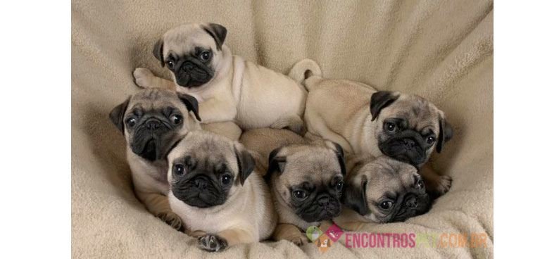 Encontrospet-Pug