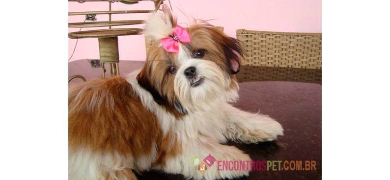 Encontrospet-ShihTzu