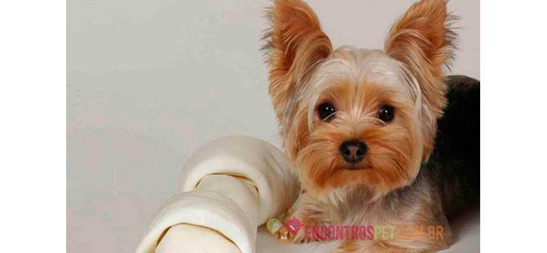 Encontrospet-YorkshireTerrier