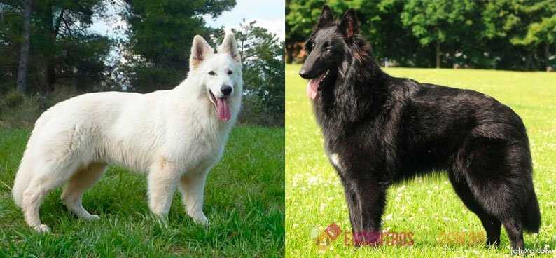 Cachorro-Pastor-Belga