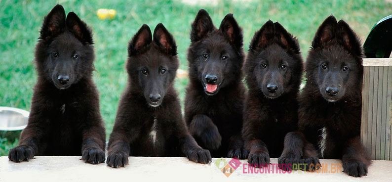 Cachorro-Pastor-Belga