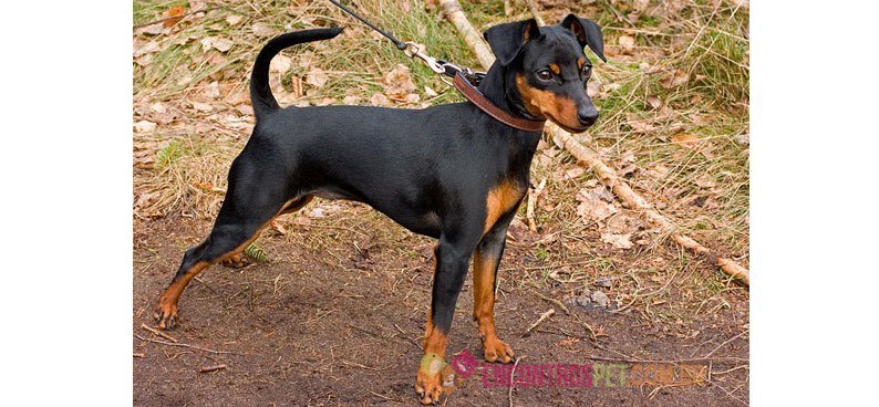 Guia-de-racas-Pinscher1