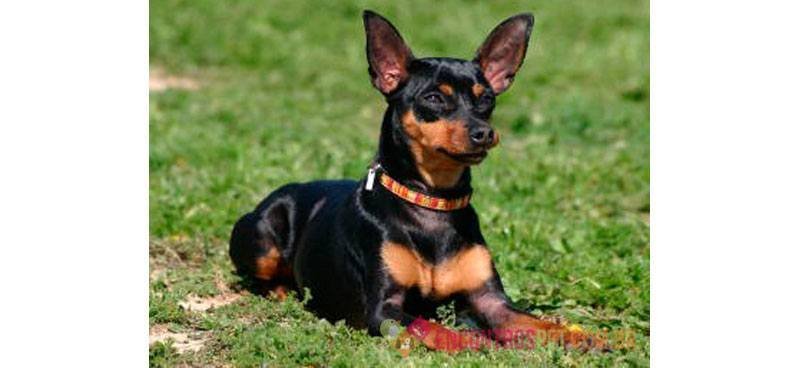 Guia-de-racas-Pinscher2