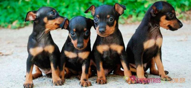 Guia-de-racas-Pinscher3
