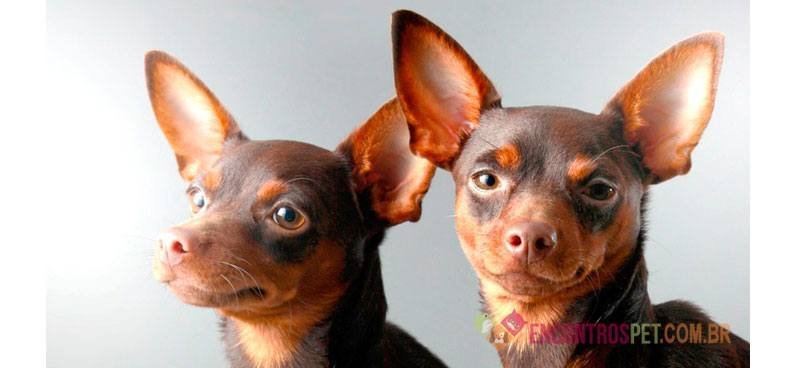 Guia-de-racas-Pinscher4