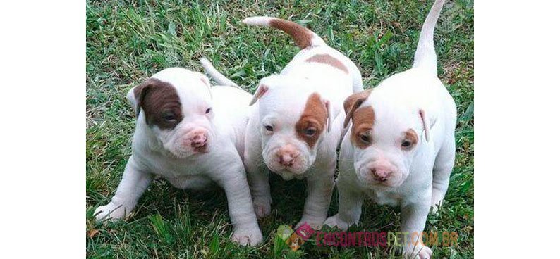 Guia-de-racas-PitBull