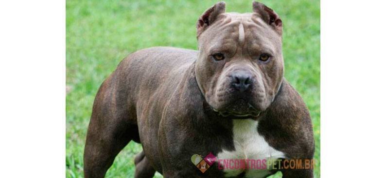 Guia-de-racas-PitBull1