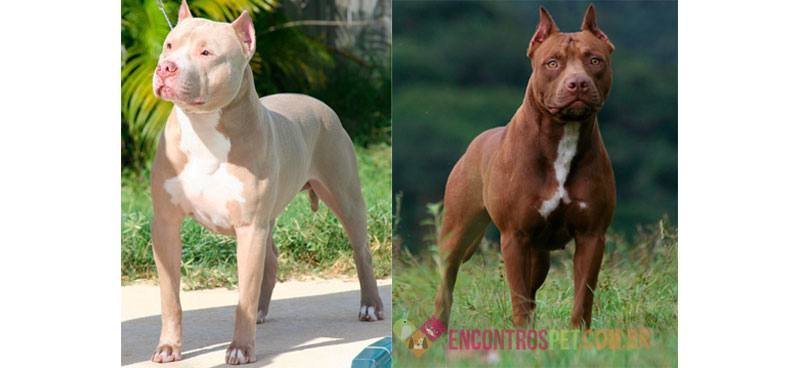 Guia-de-racas-PitBull2