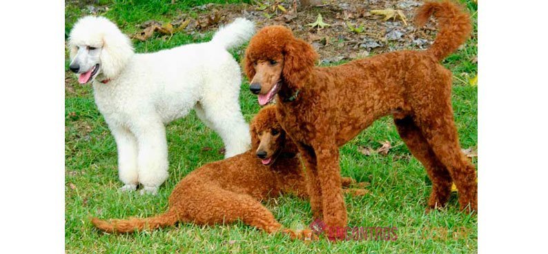 Guia-de-racas-Poodle2