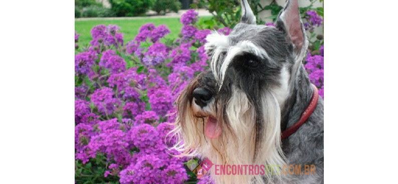 Cachorro Schnauzer