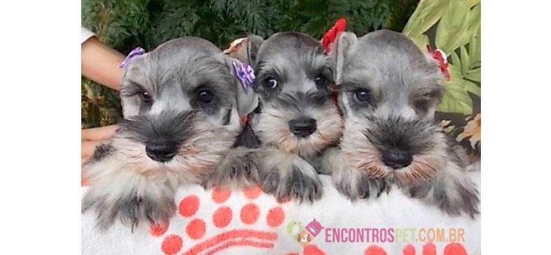 Cachorro Schnauzer