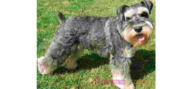 Cachorro Schnauzer