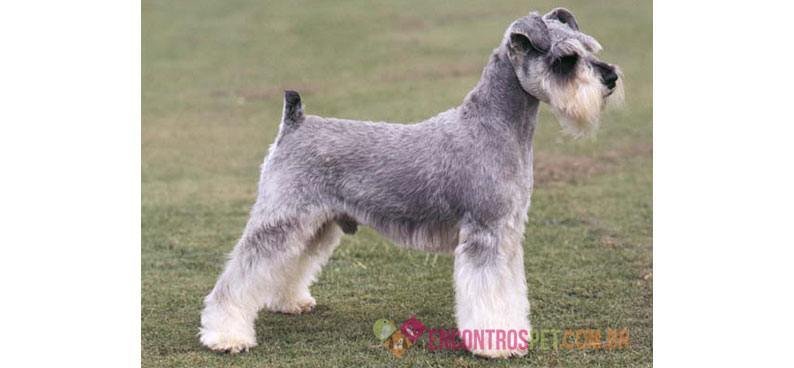Cachorro Schnauzer