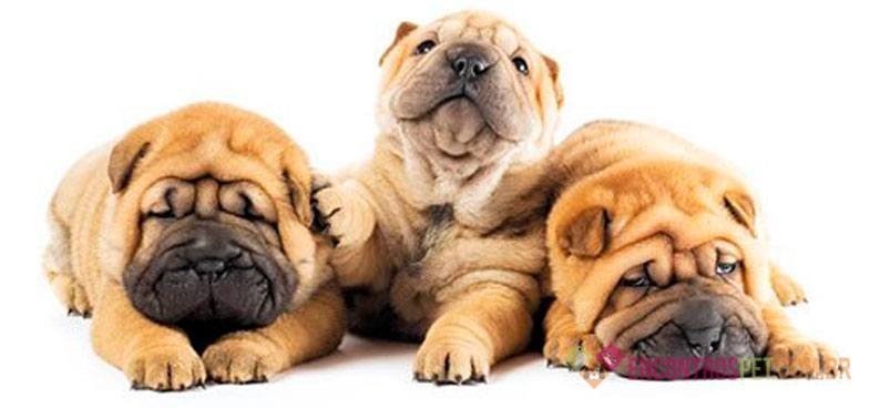 Cachorro Shar Pei Mini: Características, Preço Cachorro Shar Pei Mini: Características, Preço