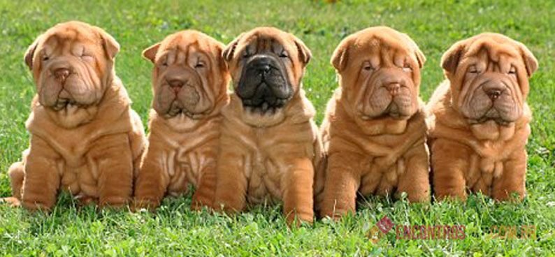Cachorro Shar Pei Mini: Características, Preço Cachorro Shar Pei Mini: Características, Preço