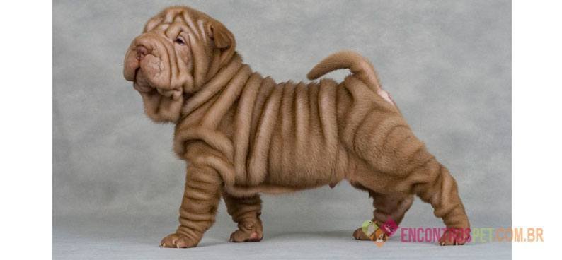 Cachorro Shar Pei Mini: Características, Preço Cachorro Shar Pei Mini: Características, Preço