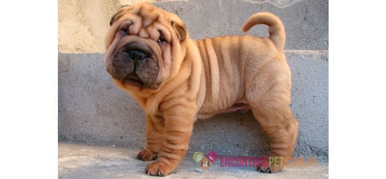 Cachorro Shar Pei Mini: Características, Preço Cachorro Shar Pei Mini: Características, Preço