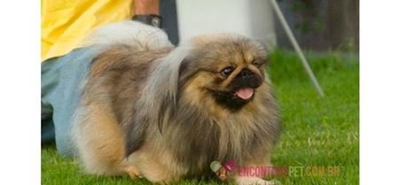 cachorro-pequines