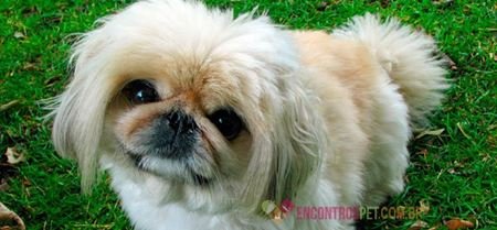 cachorro-pequines