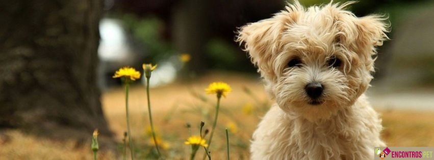 Capas para Facebook de Cachorros Fofos