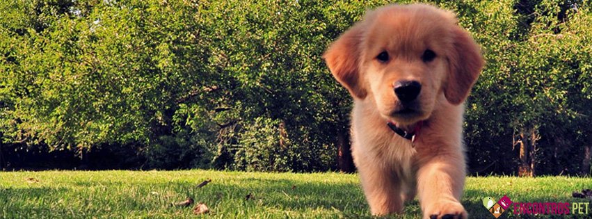 Capas para Facebook de Cachorros Fofos