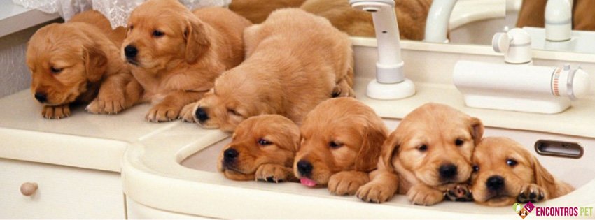 Capas para Facebook de Cachorros Fofos