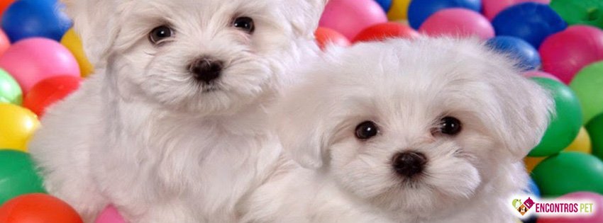 Capas para Facebook de Cachorros Fofos