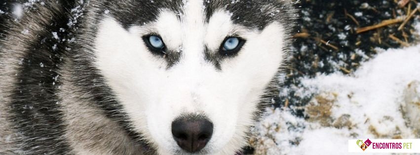 Capas para Facebook de Cachorros Fofos