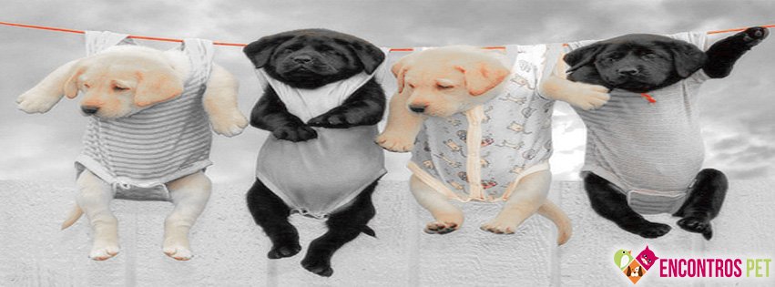 Capas para Facebook de Cachorros Fofos