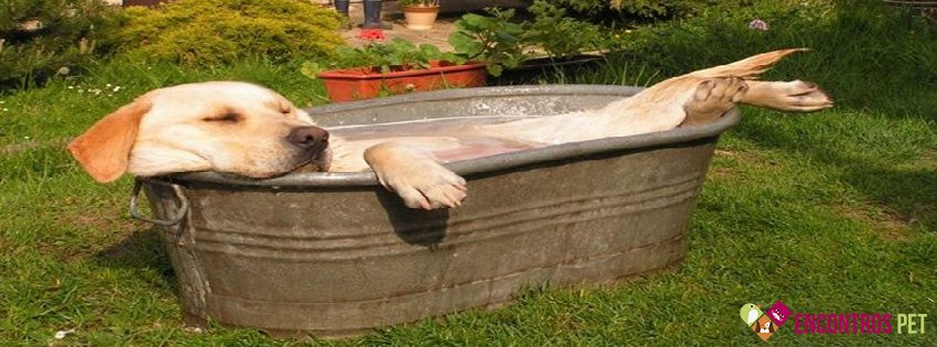 Capas para Facebook de Cachorros Fofos