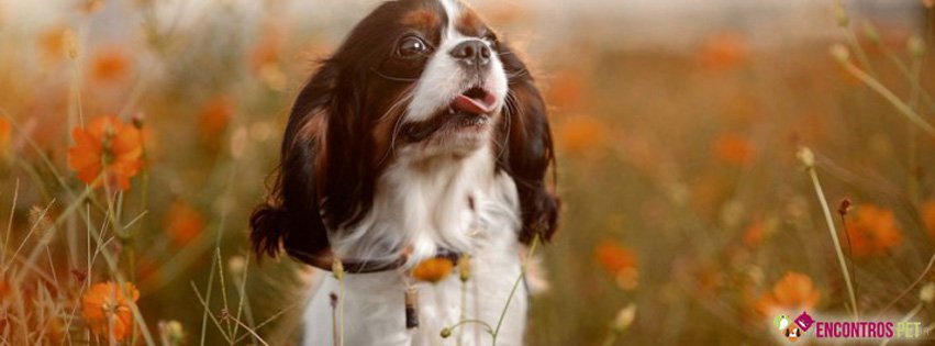 Capas para Facebook de Cachorros Fofos