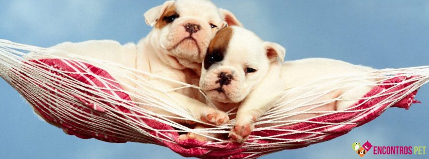 Capas para Facebook de Cachorros Fofos