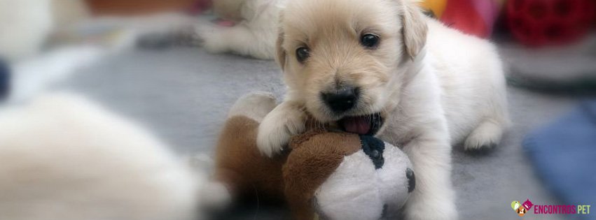 Capas para Facebook de Cachorros Fofos