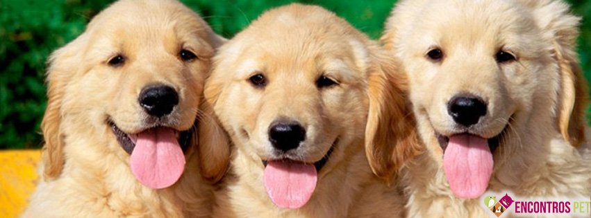 Capas para Facebook de Cachorros Fofos