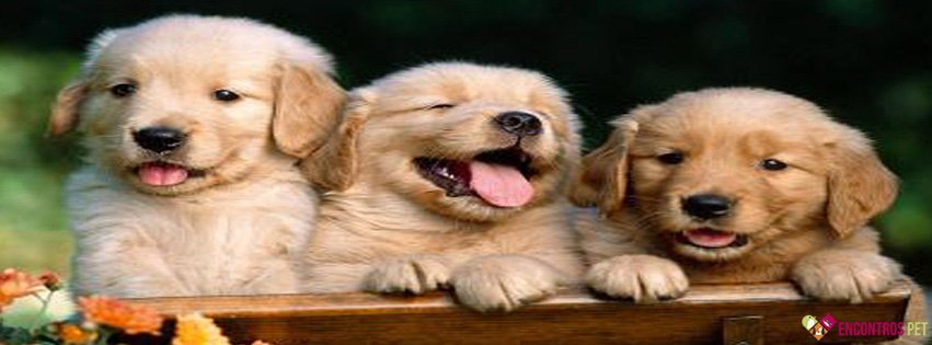 Capas para Facebook de Cachorros Fofos