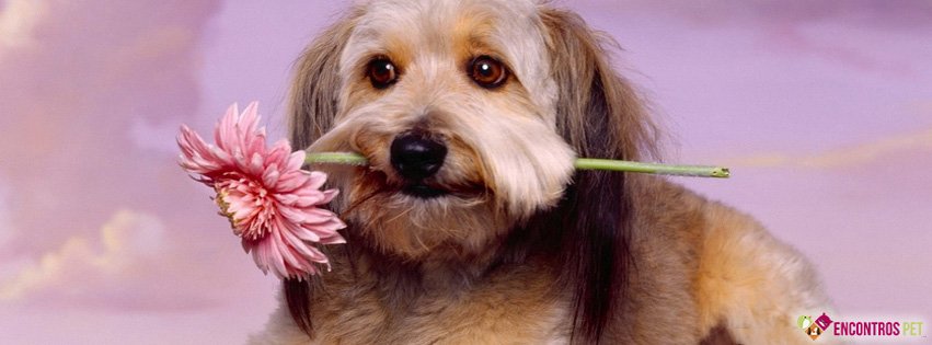 Capas para Facebook de Cachorros Fofos