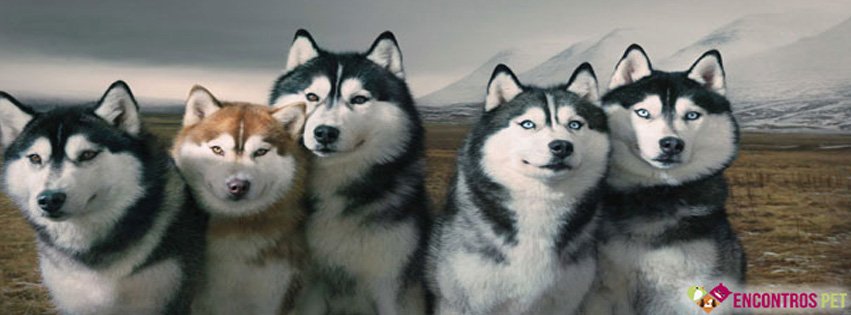 Capas para Facebook de Cachorros Fofos