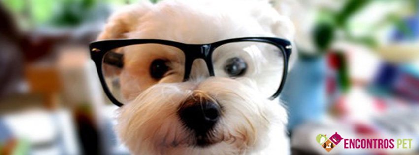 Capas para Facebook de Cachorros Fofos