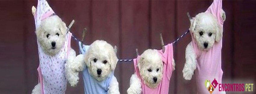 Capas para Facebook de Cachorros Fofos