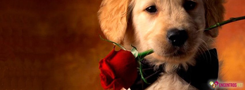 Capas para Facebook de Cachorros Fofos